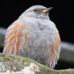 15.01.2021 Ostrowiec Św. Ptasia galeria. Na zdjęciu: płochacz halny / Andrzej Bartczak