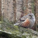 15.01.2021 Ostrowiec Św. Ptasia galeria. Na zdjęciu: płochacz halny / Andrzej Bartczak