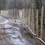 06.01.2021. Płot na terenie Nadleśnictwa Ostrowiec Świętokrzyski / Tadeusz Kita