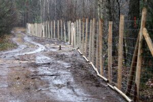 06.01.2021. Płot na terenie Nadleśnictwa Ostrowiec Świętokrzyski / Tadeusz Kita