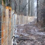 06.01.2021. Płot na terenie Nadleśnictwa Ostrowiec Świętokrzyski / Tadeusz Kita