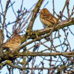 15.01.2021 Ostrowiec Św. Ptasia galeria. Na zdjęciu: potrzeszcze / Andrzej Bartczak