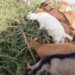 23.01.2021. Prawęcin. Konie i kozy jedzące choinki / Emilia Sitarska / Radio Kielce