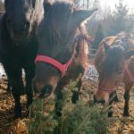 23.01.2021. Prawęcin. Konie i kozy jedzące choinki / Emilia Sitarska / Radio Kielce