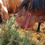 23.01.2021. Prawęcin. Konie i kozy jedzące choinki / Emilia Sitarska / Radio Kielce