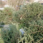 23.01.2021. Prawęcin. Konie i kozy jedzące choinki / Emilia Sitarska / Radio Kielce