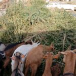 23.01.2021. Prawęcin. Konie i kozy jedzące choinki / Emilia Sitarska / Radio Kielce