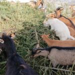 23.01.2021. Prawęcin. Konie i kozy jedzące choinki / Emilia Sitarska / Radio Kielce