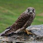 15.01.2021 Ostrowiec Św. Ptasia galeria. Na zdjęciu: pustułka / Andrzej Bartczak