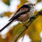 15.01.2021 Ostrowiec Św. Ptasia galeria. Na zdjęciu: raniuszek / Andrzej Bartczak