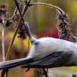 15.01.2021 Ostrowiec Św. Ptasia galeria. Na zdjęciu: sikorka uboga / Andrzej Bartczak