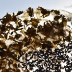 Na zdjęciu: lodowe witraże / BWA Kielce