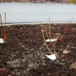 02.01.2021. Chęciny. Park miejski / Wiktor Taszłow / Radio Kielce