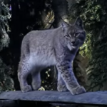 Na zdjęciu ryś Horaj / polskiwilk.org.pl