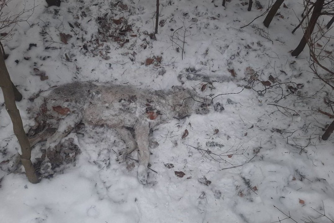 Martwa wilczyca, która złapała się we wnyki na terenie Nadleśnictwa Daleszyce / Nadleśnictwo Daleszyce / Facebook