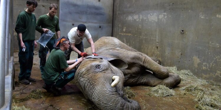 RADIO POZNAŃ. Nie udało się uratować Lindy z poznańskiego ZOO - Radio Kielce Poznańskie ZOO