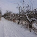 06.02.2021 Kielce. Jabłonie, sad / Aneta Cielibała-Gil / Radio Kielce