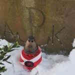 14.02.2021 Małogoszcz. Uczniowie wraz z nauczycielami na grobach bohaterów / SGPO