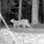 28.01.2021 Józefów. Na zdjęciu: ryś Horaj / Fotopułapka Nadleśnictwa Barycz