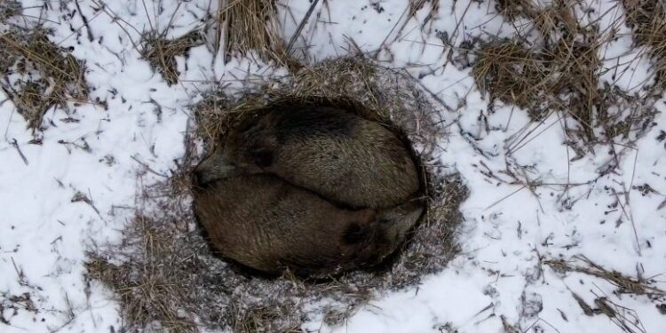 RADIO SZCZECIN. Przytulone dziki spod Chojny hitem Internetu - Radio Kielce Radio Szczecin/Norbert Pająk