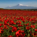 Armenia / Davit Hakobyan