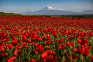 Armenia / Davit Hakobyan