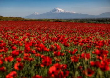 Armenia / Davit Hakobyan