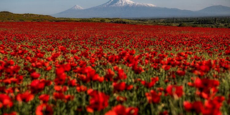 Armenia / Davit Hakobyan