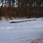 21.02.2021. Marcule. Przystanek kolejki wąskotorowej i skład drewna / Anna Głąb / Radio Kielce