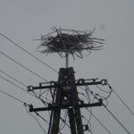 17.02.2021 Deszno. Nowe bocianie gniazdo / Ewa Pociejowska-Gawęda / Radio Kielce