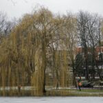 04.02.2021 Kielce. Konferencja radnych w sprawie rewitalizacji parku / Norbert Orłowicz / Radio Kielce