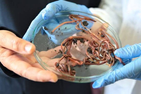 RADIO LUBLIN. Lubelski preparat z dżdżownic może pomóc w walce z rakiem płuc - Radio Kielce Radio Lublin