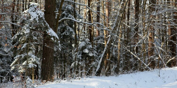 zima, śnieg, las / Robert Felczak / Radio Kielce