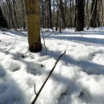 Zima w lesie / Jarosław Kubalski / Radio Kielce