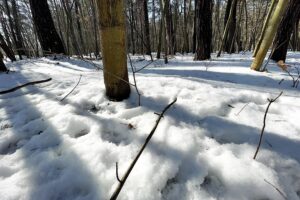 Zima w lesie / Jarosław Kubalski / Radio Kielce
