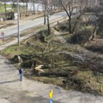 25.02.2021 Skarżysko -Kamienna. Wycinka drzew przy ulicy Piłsudskiego / Jarosław Kubalski / Radio Kielce