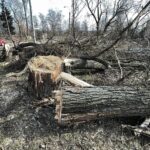 25.02.2021 Skarżysko -Kamienna. Wycinka drzew przy ulicy Piłsudskiego / Jarosław Kubalski / Radio Kielce