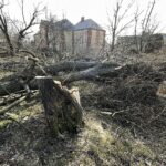 25.02.2021 Skarżysko -Kamienna. Wycinka drzew przy ulicy Piłsudskiego / Jarosław Kubalski / Radio Kielce