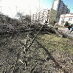 25.02.2021 Skarżysko -Kamienna. Wycinka drzew przy ulicy Piłsudskiego / Jarosław Kubalski / Radio Kielce