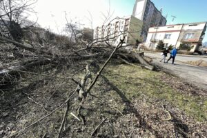 25.02.2021 Skarżysko -Kamienna. Wycinka drzew przy ulicy Piłsudskiego / Jarosław Kubalski / Radio Kielce