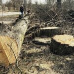 25.02.2021 Skarżysko -Kamienna. Wycinka drzew przy ulicy Piłsudskiego / Jarosław Kubalski / Radio Kielce