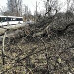 25.02.2021 Skarżysko -Kamienna. Wycinka drzew przy ulicy Piłsudskiego / Jarosław Kubalski / Radio Kielce