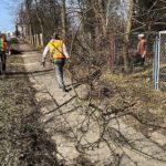25.02.2021 Skarżysko -Kamienna. Wycinka drzew przy ulicy Piłsudskiego / Jarosław Kubalski / Radio Kielce