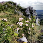 14.06.2016 Góra Miedzianka. Rezerwat przyrody. Rezerwat geologiczny. / Jarosław Kubalski / Radio Kielce