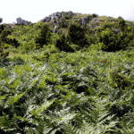 14.06.2016 Góra Miedzianka. Rezerwat przyrody. Rezerwat geologiczny. / Jarosław Kubalski / Radio Kielce