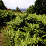 14.06.2016 Góra Miedzianka. Rezerwat przyrody. Rezerwat geologiczny. / Jarosław Kubalski / Radio Kielce