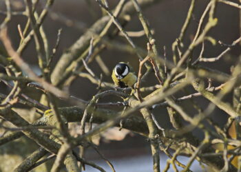Sikorka bogatka / Marzena Mąkosa / Radio Kielce