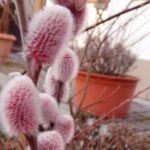 26.02.2021. Ponidzie. Wierzba iwa / Kamil Oliwkiewicz