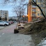26.02.2021 Kielce. Wycinka wierzby przy ulicy Klonowej / Radosław Podsiadły