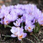 26.02.2021. Kielce. Krokusy / Wiktor Taszłow / Radio Kielce